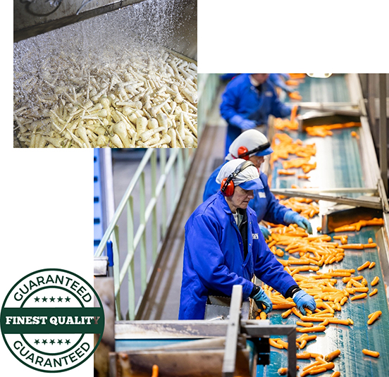 Employees sorting vegetables